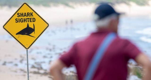 24小時內連爆3起鯊魚攻擊！　澳洲雪梨北部海灘急封閉